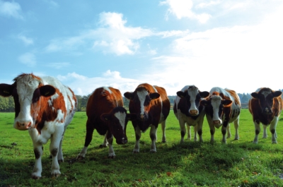 cows-3788370_1920