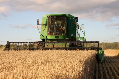 wheat-3846084_1920